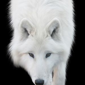 Meet your Posher, Steve